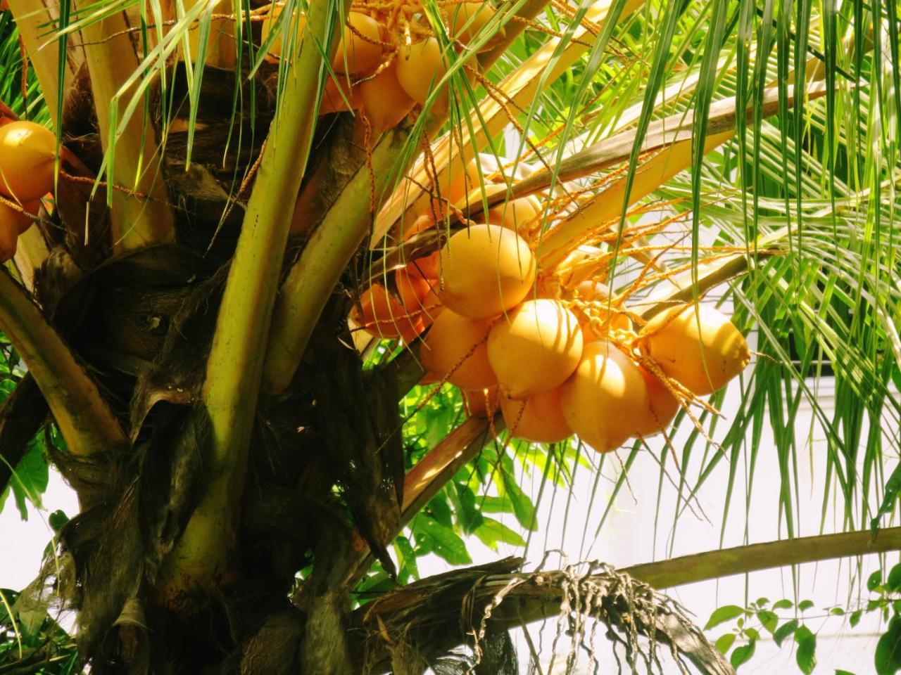 Hotel Sea Avenue - Eco Garden Tangalle Exterior foto